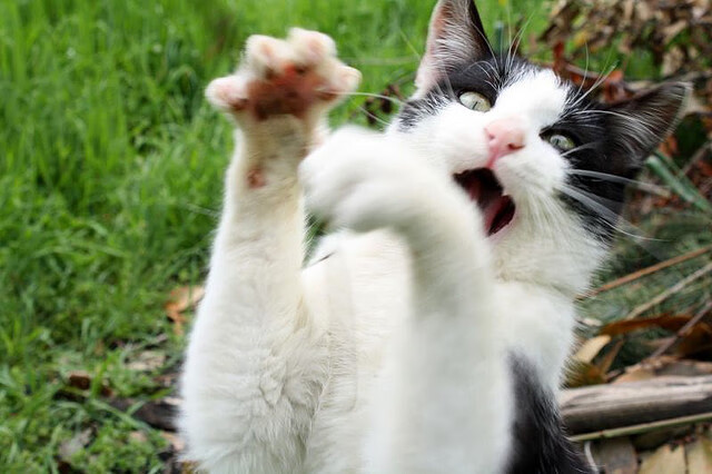 欧洲超级联赛可能性分析:未来会发生什么?,欧洲超级联赛计划是什么