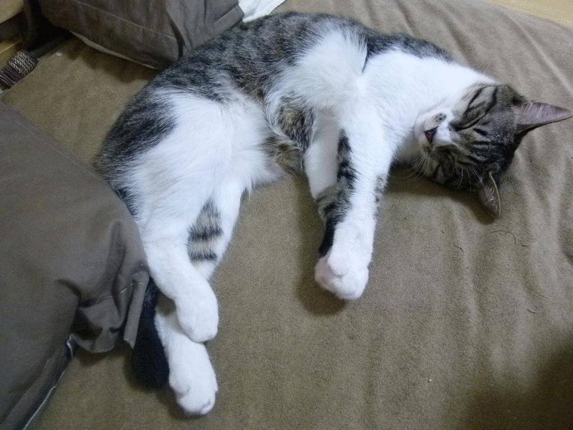 五大联赛是否在赛前模拟反击阶段多线协同机制,五大联赛有回避条款吗