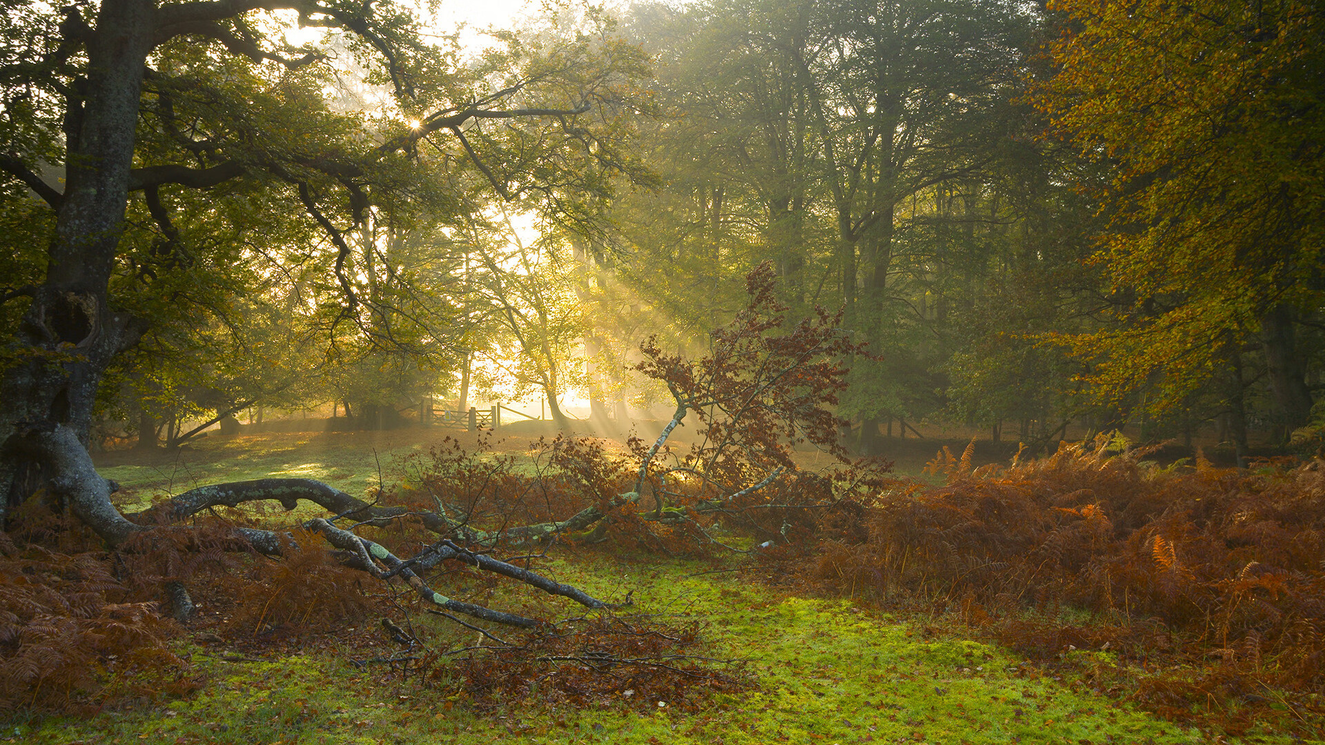 波兰队未来发展蓝图:全方位改革训练方法,提升国际竞争力,波兰队阵型