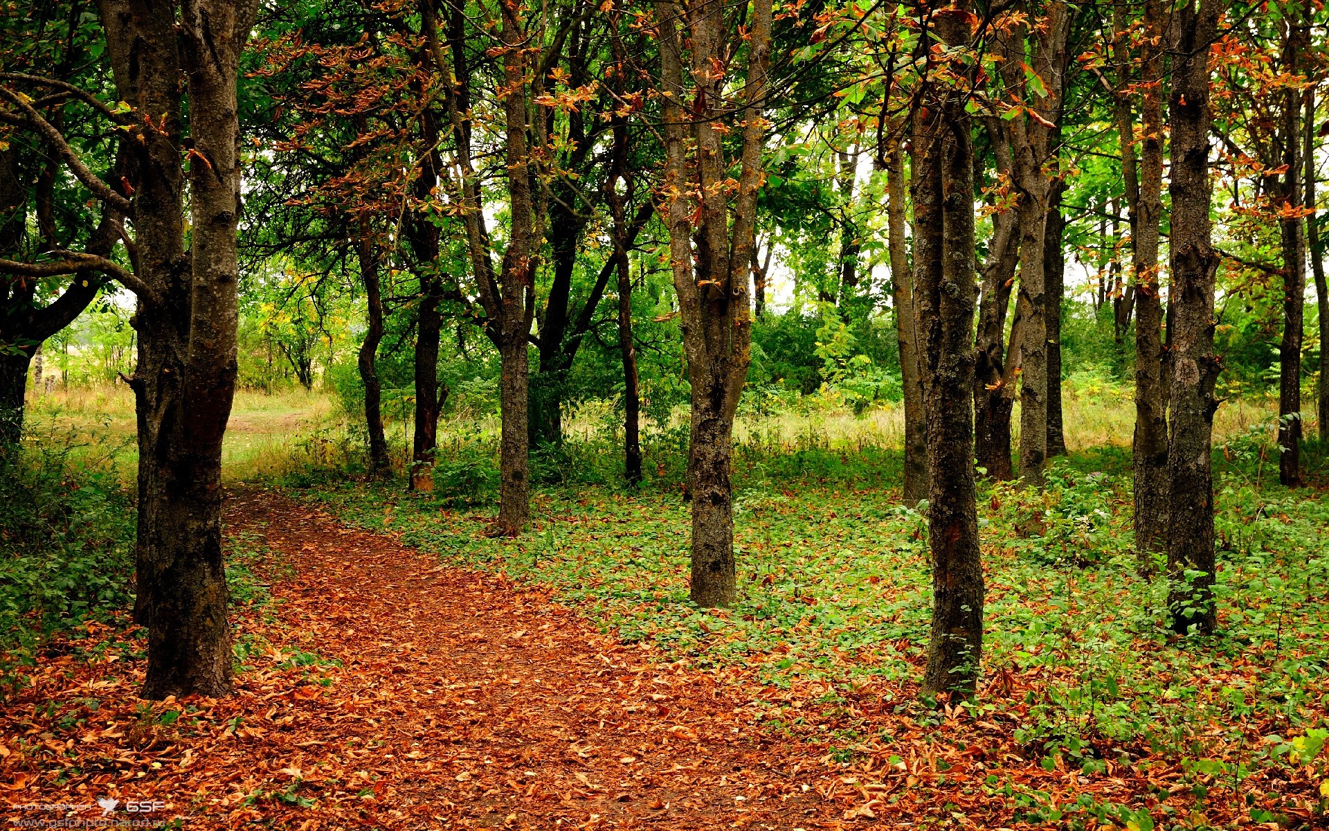 决赛观察:施瓦茨稳步推进全程无怯色,施瓦茨大奖的由来