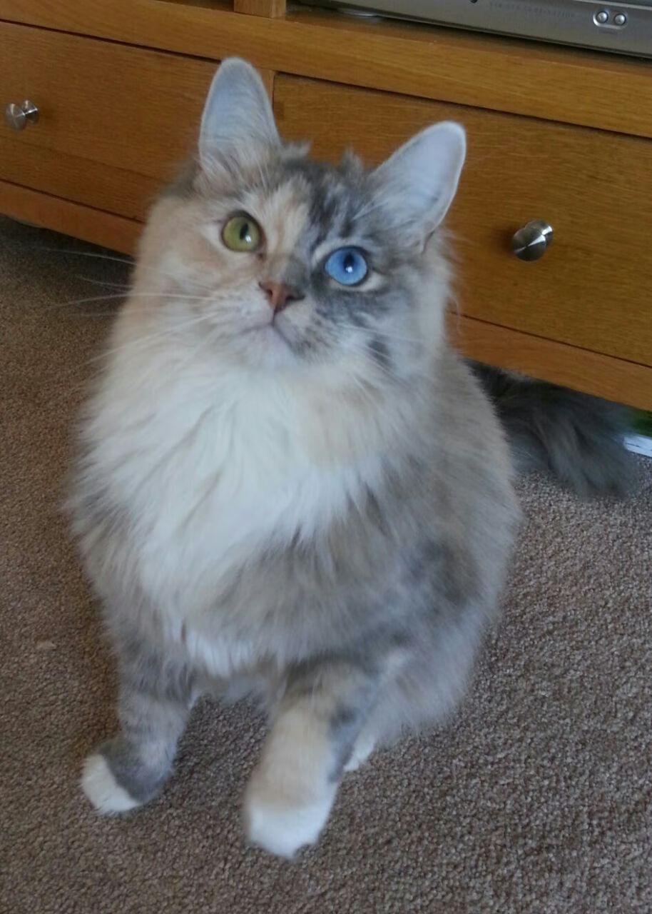 爱游戏体育-国家体育总局发布体育教练员人才流动管理指导意见，2020年体育局教练员引进