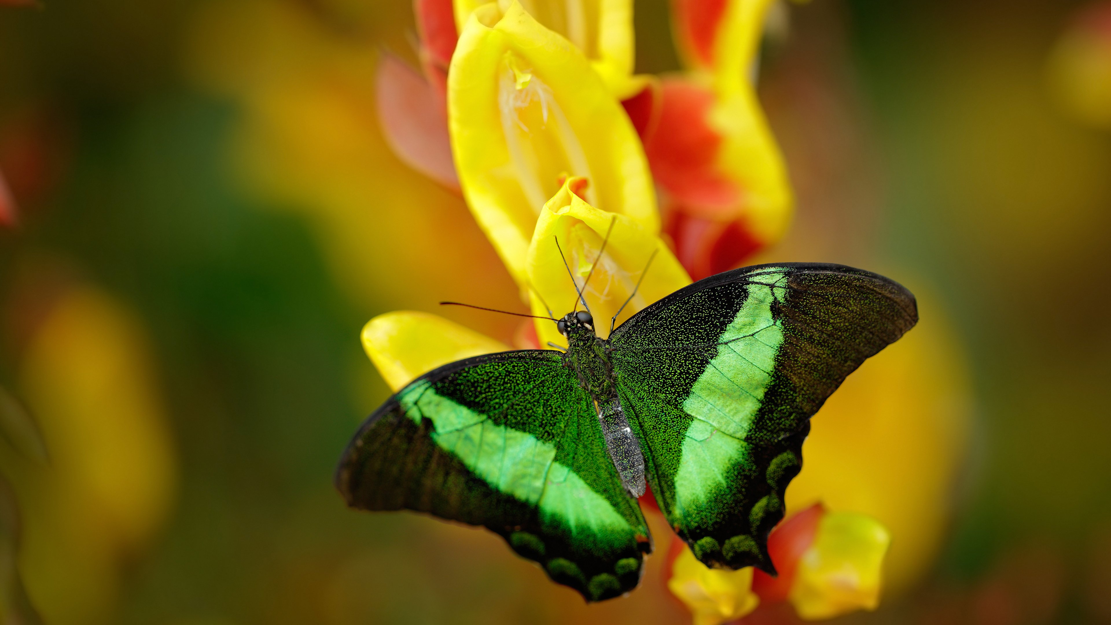 爱游戏体育APP下载-林丹担任赛事推广大使亮相，林丹大赛视频