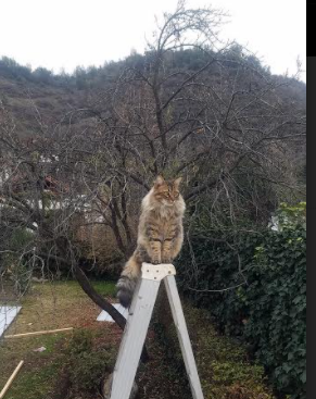 西甲超级射手:火力全开,笑傲绿茵!,西甲射手2021