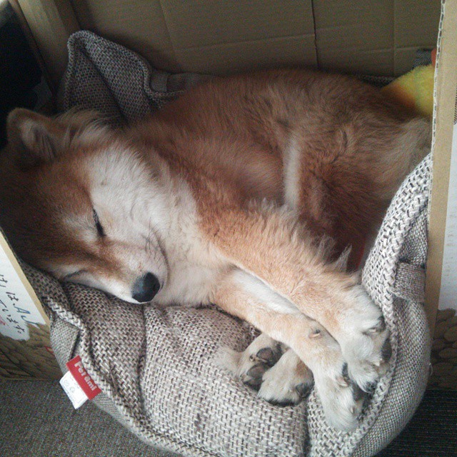 马刺新人训练中展现全面技能引队友惊叹,马刺队战术